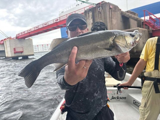 シーバス(スズキ)