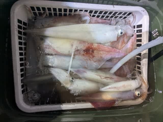 アカイカ(ケンサキイカ)