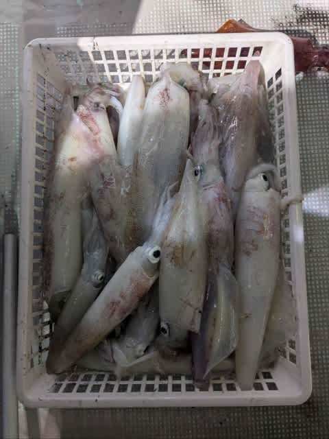 アカイカ(ケンサキイカ)