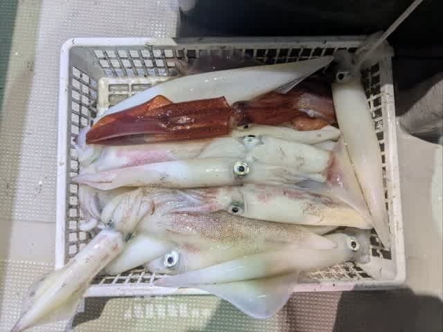 アカイカ(ケンサキイカ)