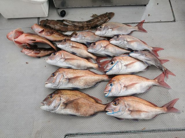 マダイ・キジハタ・イネゴチ