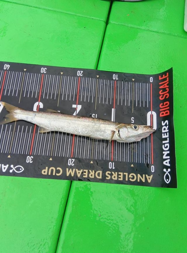 カマス(アカカマス)