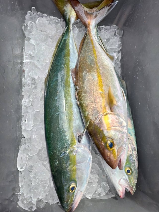 イナダ(ブリ)・ワラサ(ブリ)・カンパチ