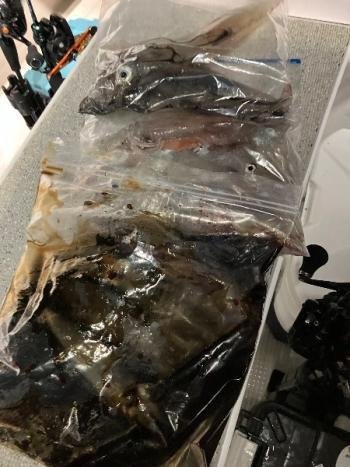 マイカ(ケンサキイカ)