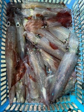 マイカ(ケンサキイカ)