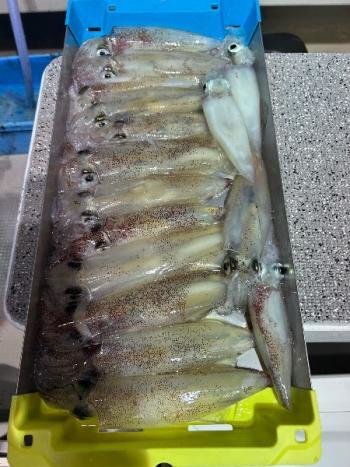 マイカ(ケンサキイカ)