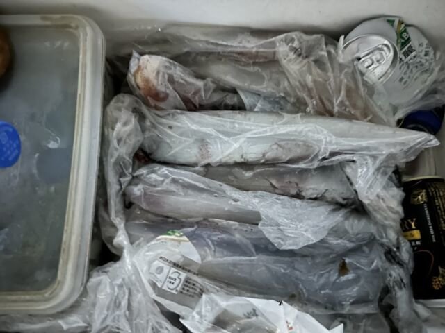 アカイカ(ケンサキイカ)