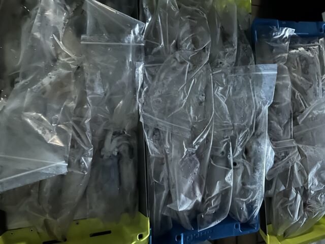 アカイカ(ケンサキイカ)