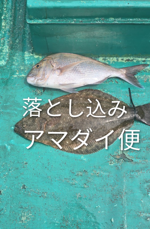 マダイ・ヒラメ