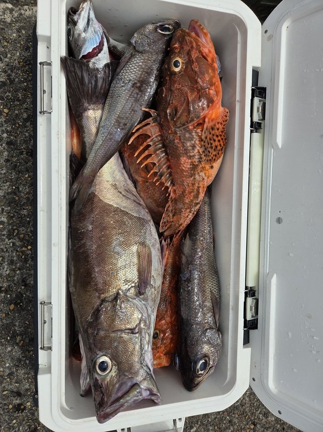 アラ・クロムツ・オニカサゴ