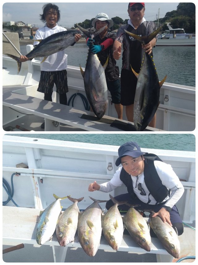 キハダマグロ(キハダ)