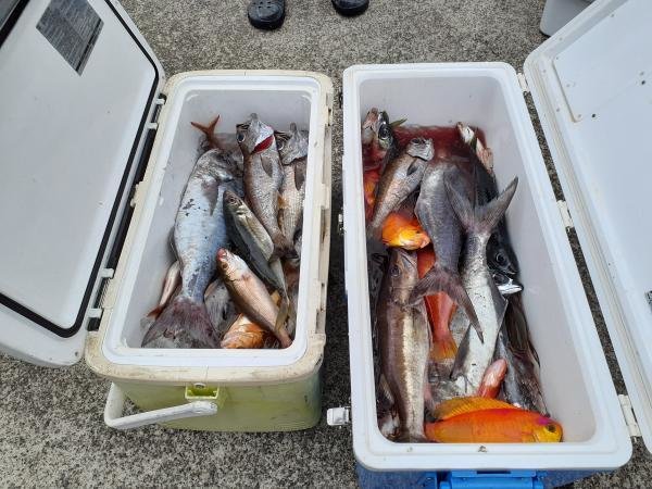 アカイサキ・アジ(マアジ)・ヒメダイ・クロムツ・メダイ・サバ(ゴマサバ)