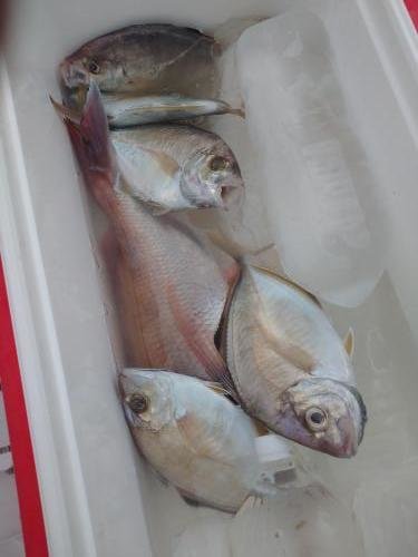 マダイ・カイワリ