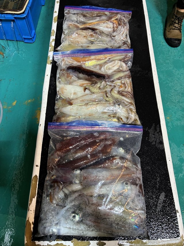 アカイカ(ケンサキイカ)