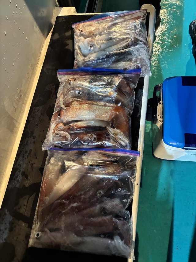 アカイカ(ケンサキイカ)