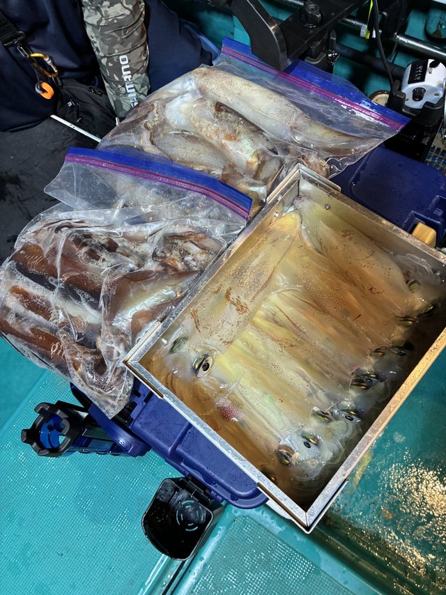 アカイカ(ケンサキイカ)