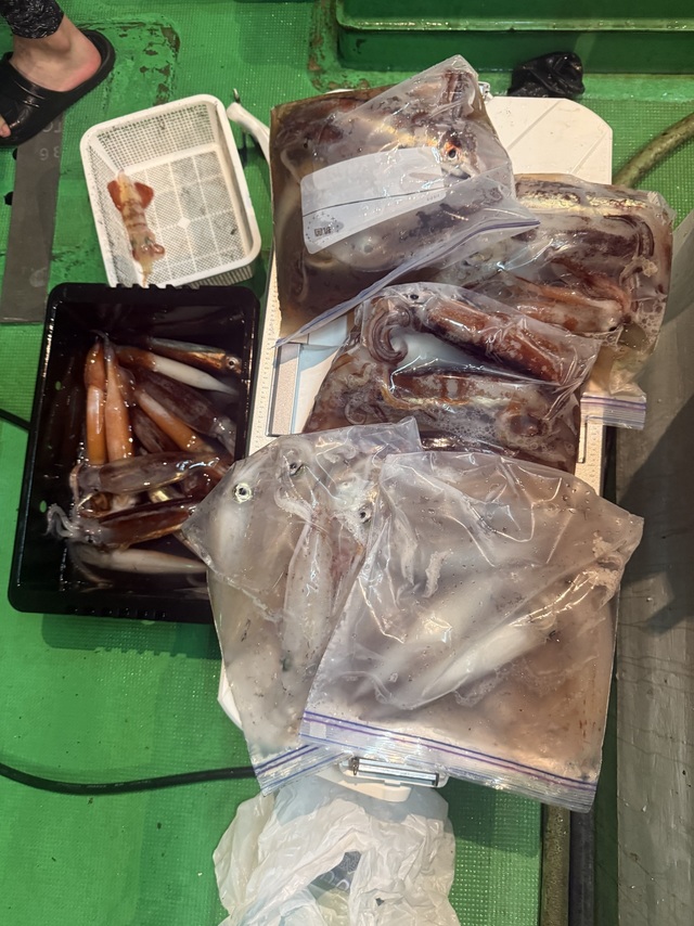 アカイカ(ケンサキイカ)・スルメイカ