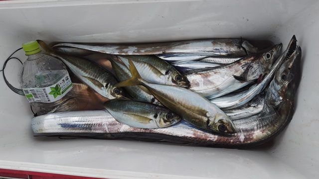 アジ(マアジ)・タチウオ