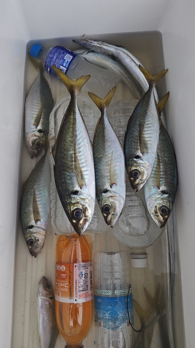 アジ(マアジ)・タチウオ