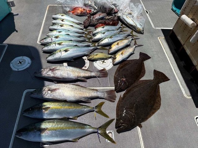 シーバス(スズキ)・マハタ・ブリ・カサゴ・ヒラメ