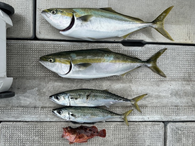 メジロ(ブリ)・マサバ・ガシラ(カサゴ)