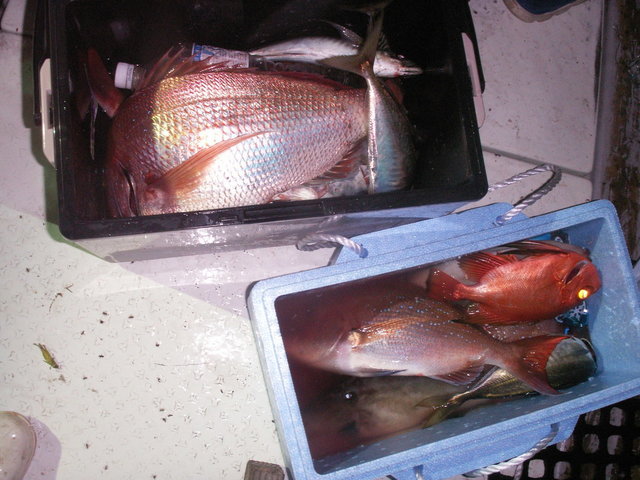 マダイ・チカメキントキ