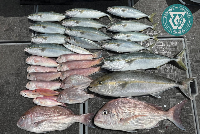 タイ(マダイ)・ブリ・ツバス(ブリ)・カンパチ・シロアマダイ