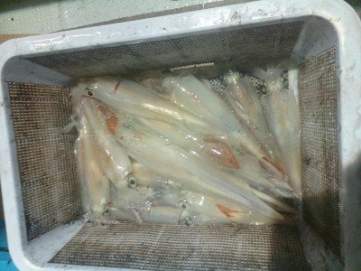 イカ(ケンサキイカ)