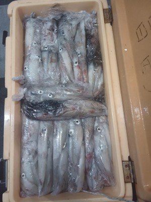 イカ(ケンサキイカ)