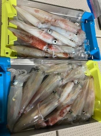 マイカ(ケンサキイカ)