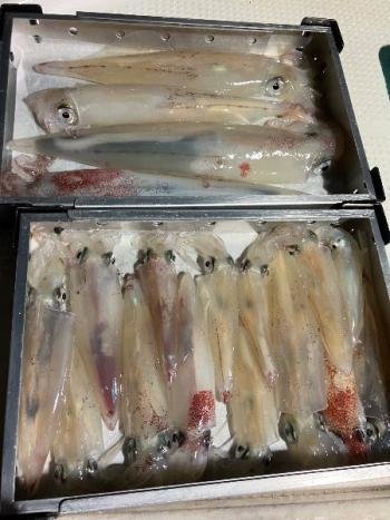 マイカ(ケンサキイカ)