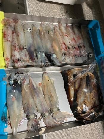 マイカ(ケンサキイカ)