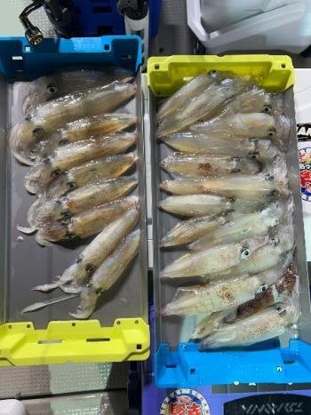 マイカ(ケンサキイカ)