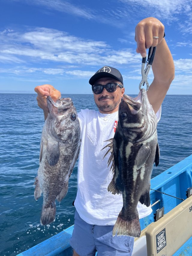 イシナギ(オオクチイシナギ)・ソイ(クロソイ)