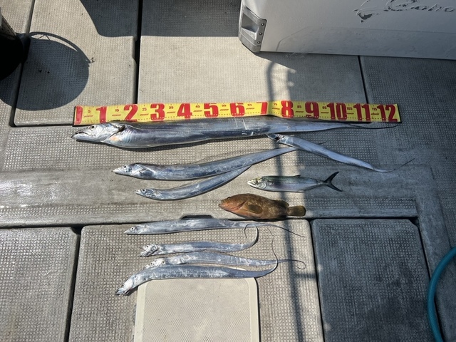 アコウ(キジハタ)・サゴシ(サワラ)・タチウオ