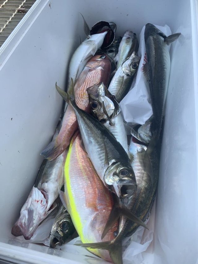 アジ(マアジ)・アマダイ(アカアマダイ)・イトヨリ(イトヨリダイ)・サバ(マサバ)