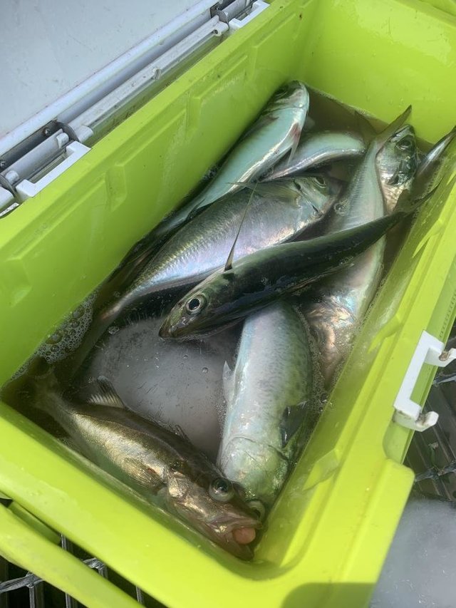 アジ(マアジ)・サバ(マサバ)