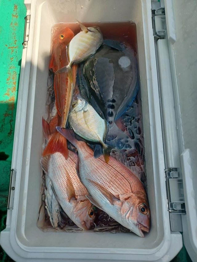 マダイ・メジナ・カイワリ・ホウボウ