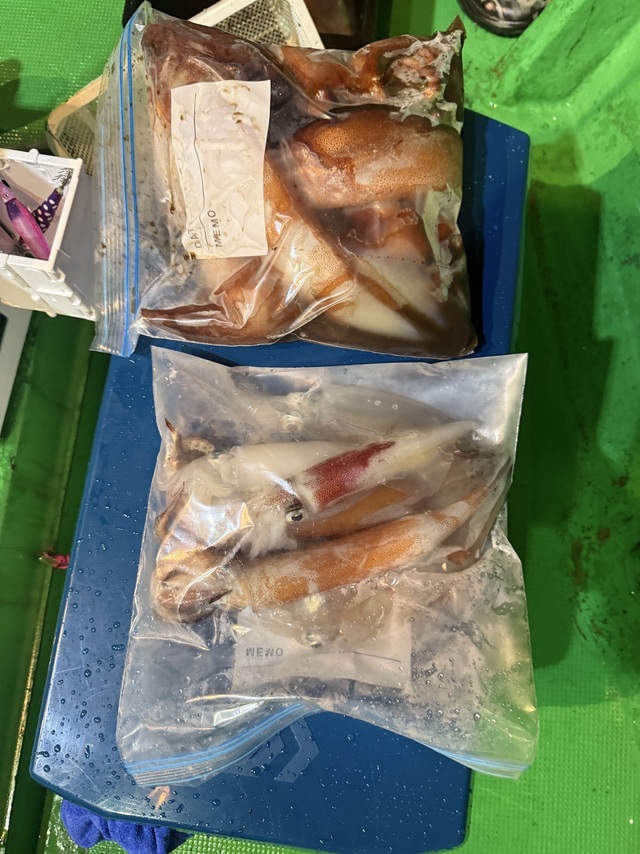 アカイカ(ケンサキイカ)・スルメイカ