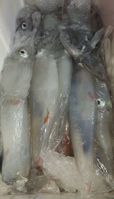 イカ(ヤリイカ)