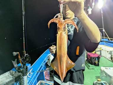 マイカ(ケンサキイカ)