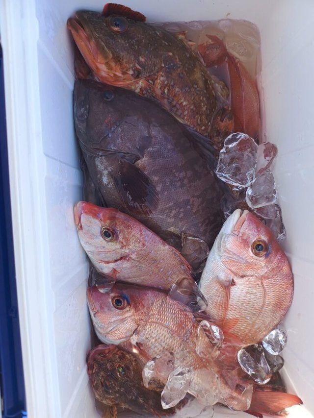 マダイ・マハタ・キジハタ