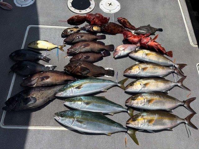 マダイ・マハタ・ハマチ(ブリ)・カンパチ・カサゴ