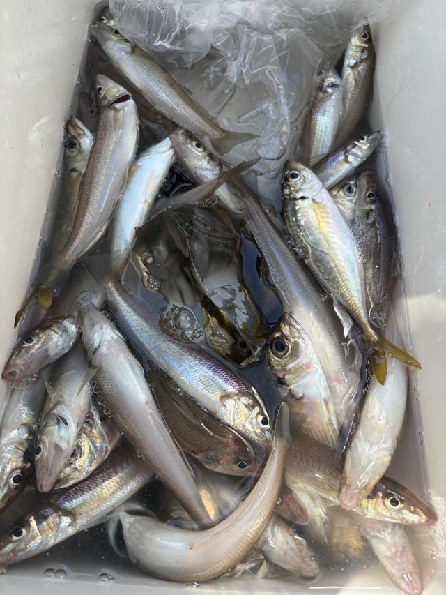 シロギス・アジ(マアジ)