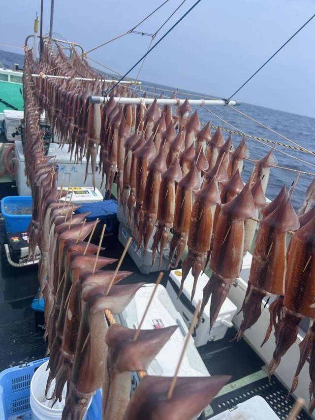 スルメ(スルメイカ)