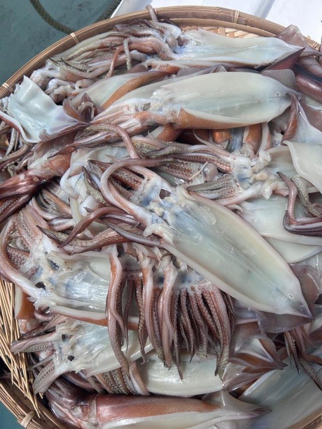 スルメ(スルメイカ)