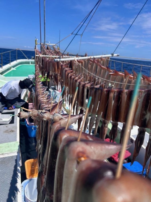 スルメ(スルメイカ)