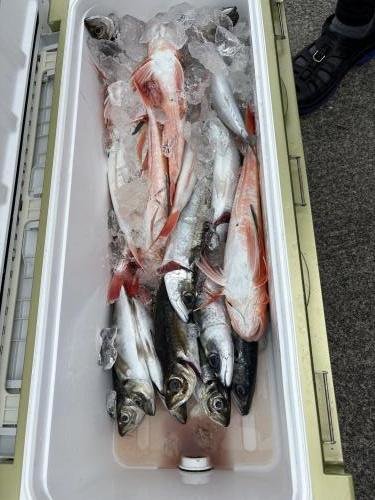 アジ(マアジ)・ホウボウ