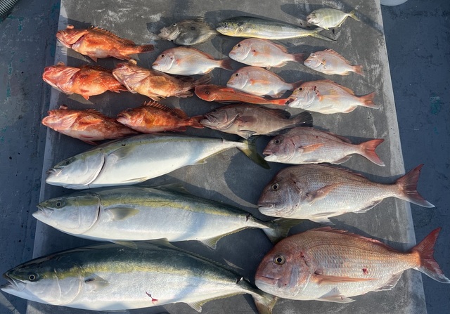 マダイ・レンコダイ(キダイ)・マハタ・ブリ・ウッカリカサゴ