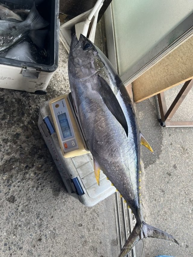 キメジ(キハダ)